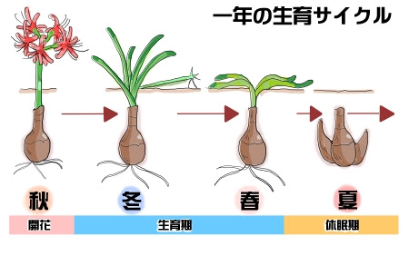 ヒガンバナとは ヤサシイエンゲイ