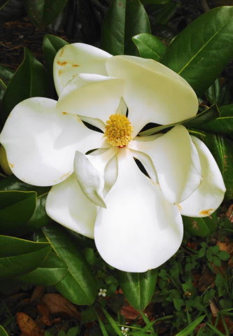 マグノリアの謎 日記