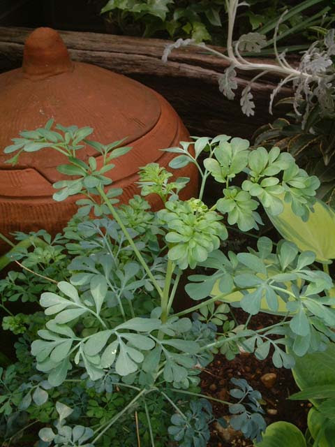 虫よけに ルー Ideallife With Plants