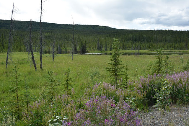 On our way to Denali