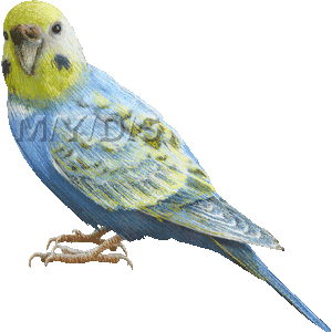 背黄青鸚哥 セキセイ インコのイラスト 条件付フリー素材集