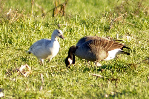 snow goose in the sun