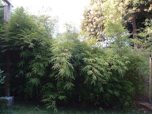 Pre-garden
