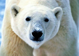Polar bear