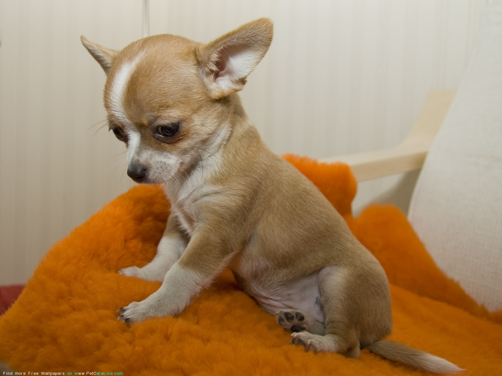 The Free Chihuahua dog Desktop wallpaper pictures online for PC 