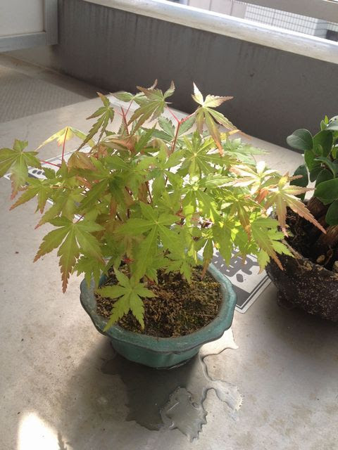 もみじ盆栽の育て方 剪定や水やり 観葉植物ブログ緑組 植物の育て方
