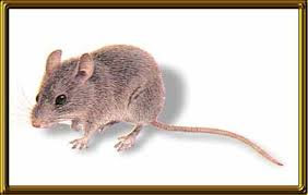 http://www.exterminator.com.au/Rats.htm