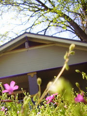Purple Spring Weeds