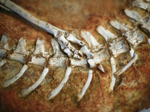Parte de outro esqueleto de dinossauro que estavam nos Estados Unidos (Foto: Eduardo Munoz/Reuters)
