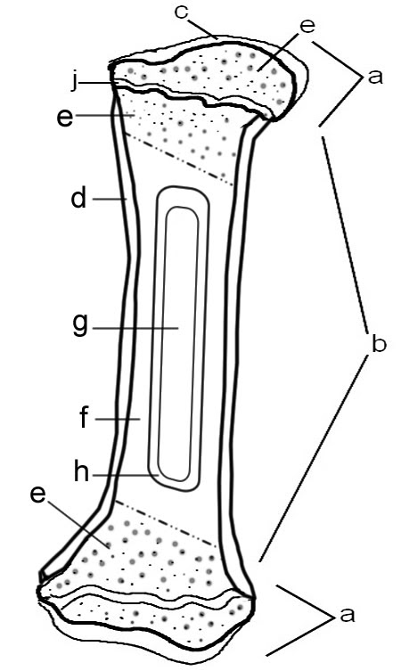 Label the Parts of a Long Bone