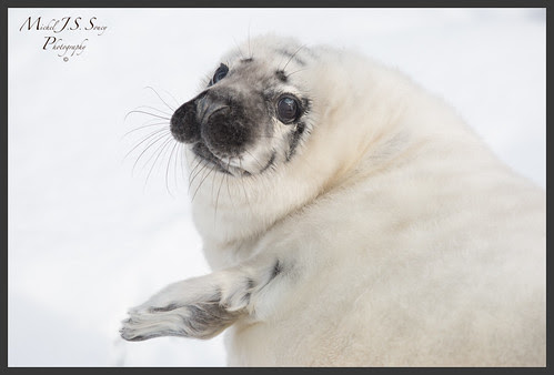 20140203-2F4A5893 by http://www.michelsoucy.ca