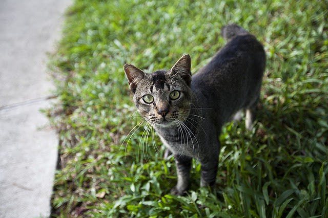 猫がしっぽを振る意味6つ しっぽパタパタはイライラのサイン