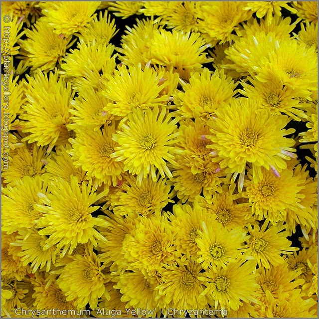  Chrysanthemum 'Aluga Yellow' - Chryzantema