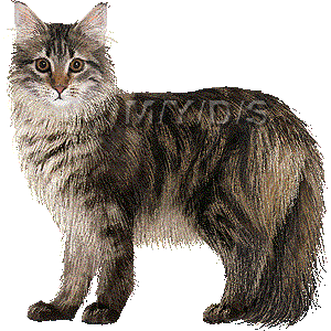 メインクーン キャットのイラスト 条件付フリー素材集