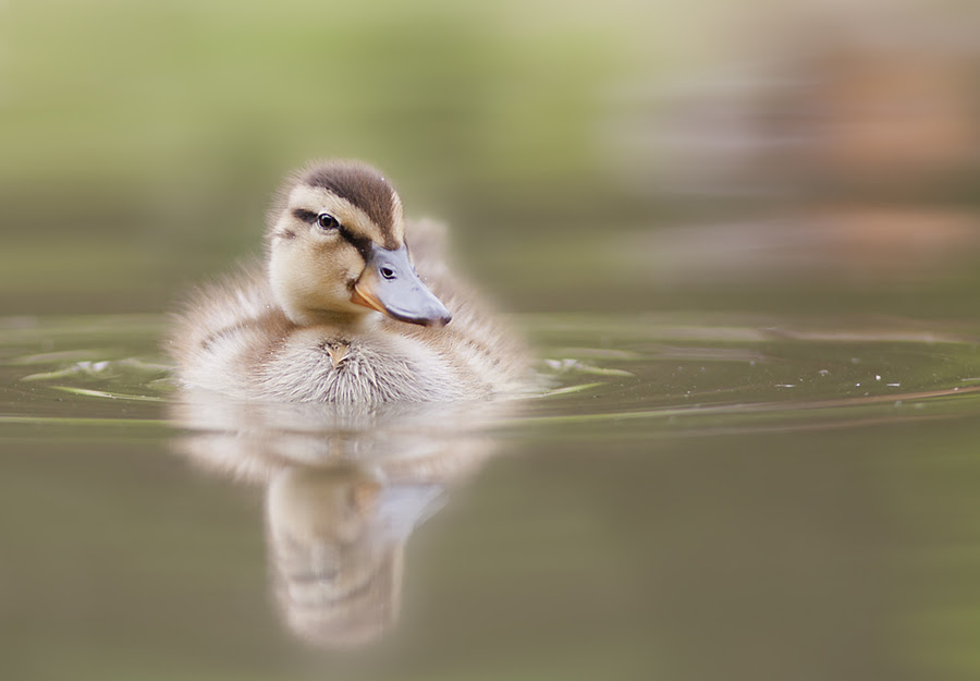 nature photography, Stefano,