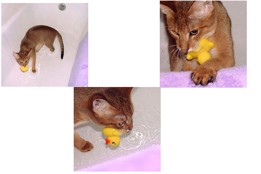 F1 Chausie