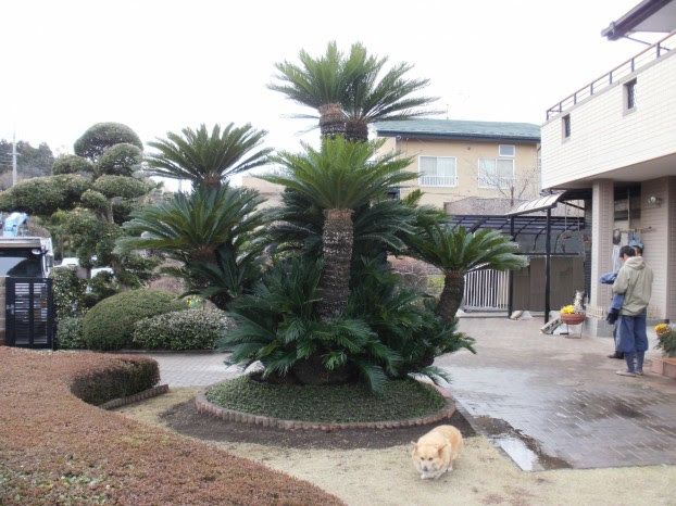 ソテツ 特大 観葉植物 高崎 前橋 造園 エクステリア 懐風苑