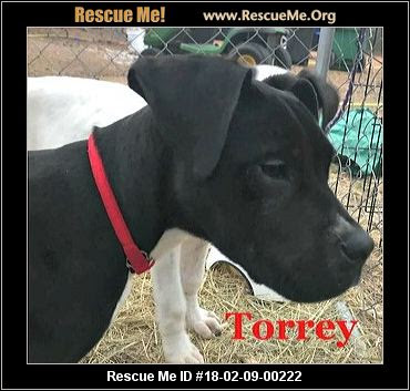 Texas Great Dane Rescue ― ADOPTIONS ― RescueMe.Org
