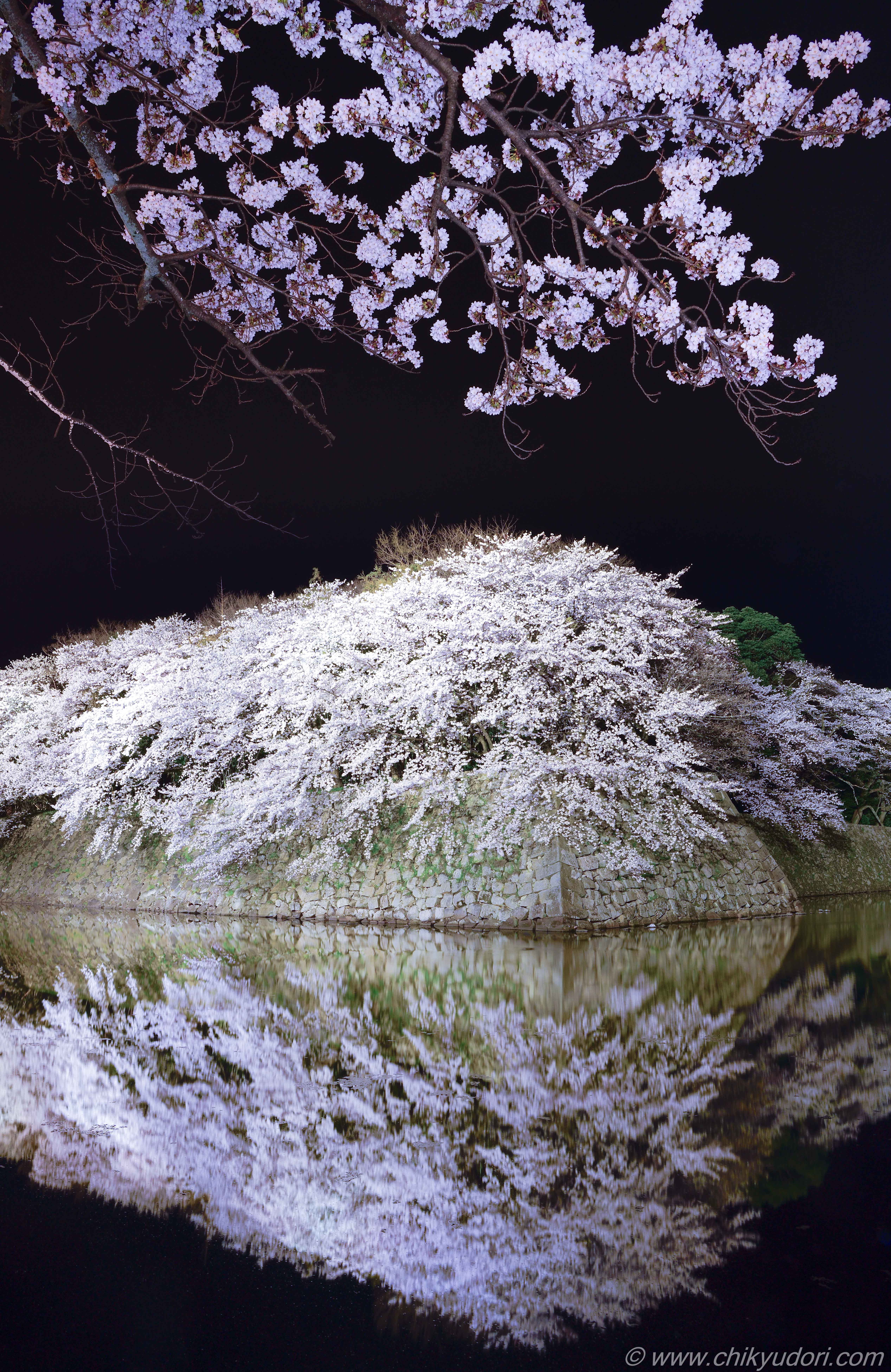外堀に映るこぼれ落ちそうな桜 彦根城の夜桜ライトアップ 地球の撮り方