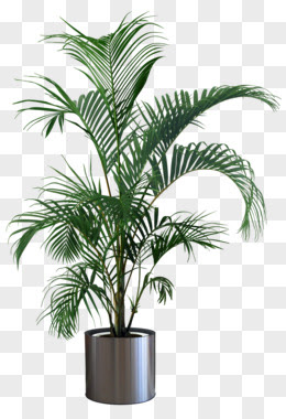 植物图片素材 免费植物png设计图片大全 图精灵
