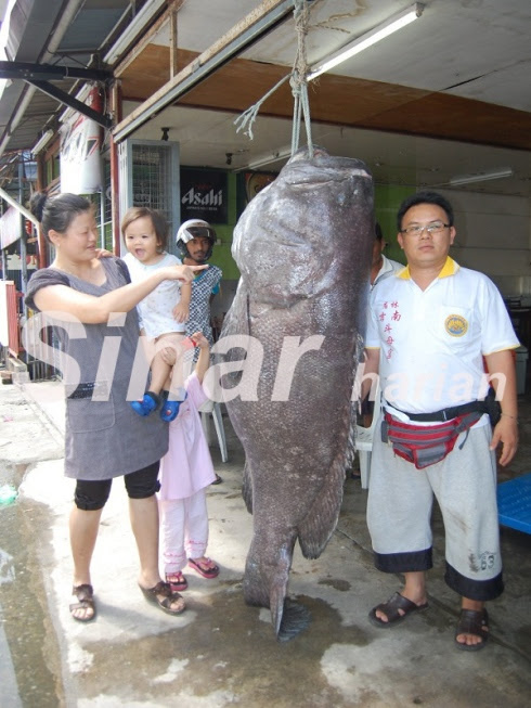 Ikan kerapu gergasi dijual RM9,120