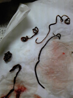 フィロメトラ はい 寄生虫ですね ほやけんよ 伊予灘のエギング釣行記 工房日誌