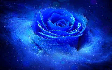 cool flower wallpapers wallpaper cave