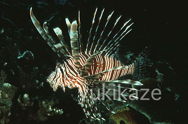 ミノカサゴ類の飼育法 南国魚庵