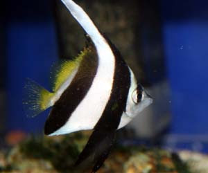 5 2 海水魚の病気について Q A 良くある質問 海水魚のパイオニア 日海センター 日海フィッシュコム