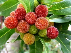 赤い実 青い実 Dear