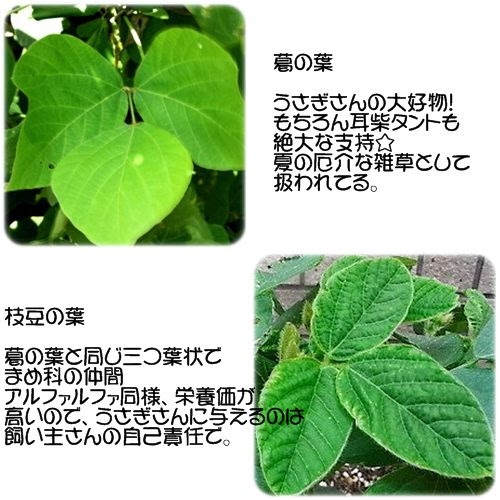 枝豆の葉は喰えるよ 兎魂