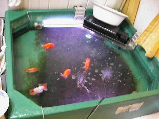 バイオ飼育環境ご紹介 No 4