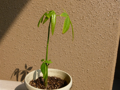 パキラ 観葉植物適当日記