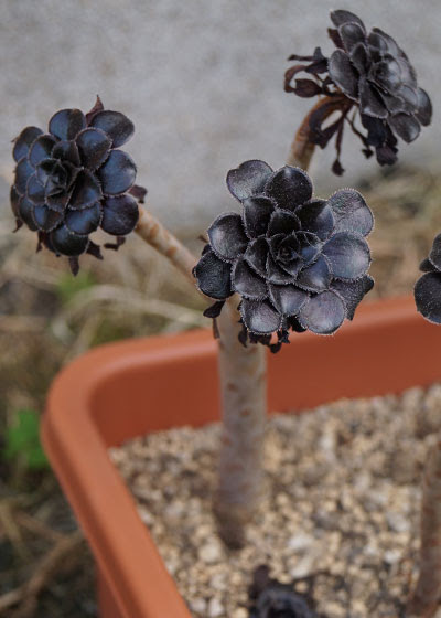 休眠期を終え生育期へ 多肉植物 黒法師 カシミアバイオレット 愛染錦などアエオニウム属のみ テキトー栽培記 その14 15年9月 Web雑記