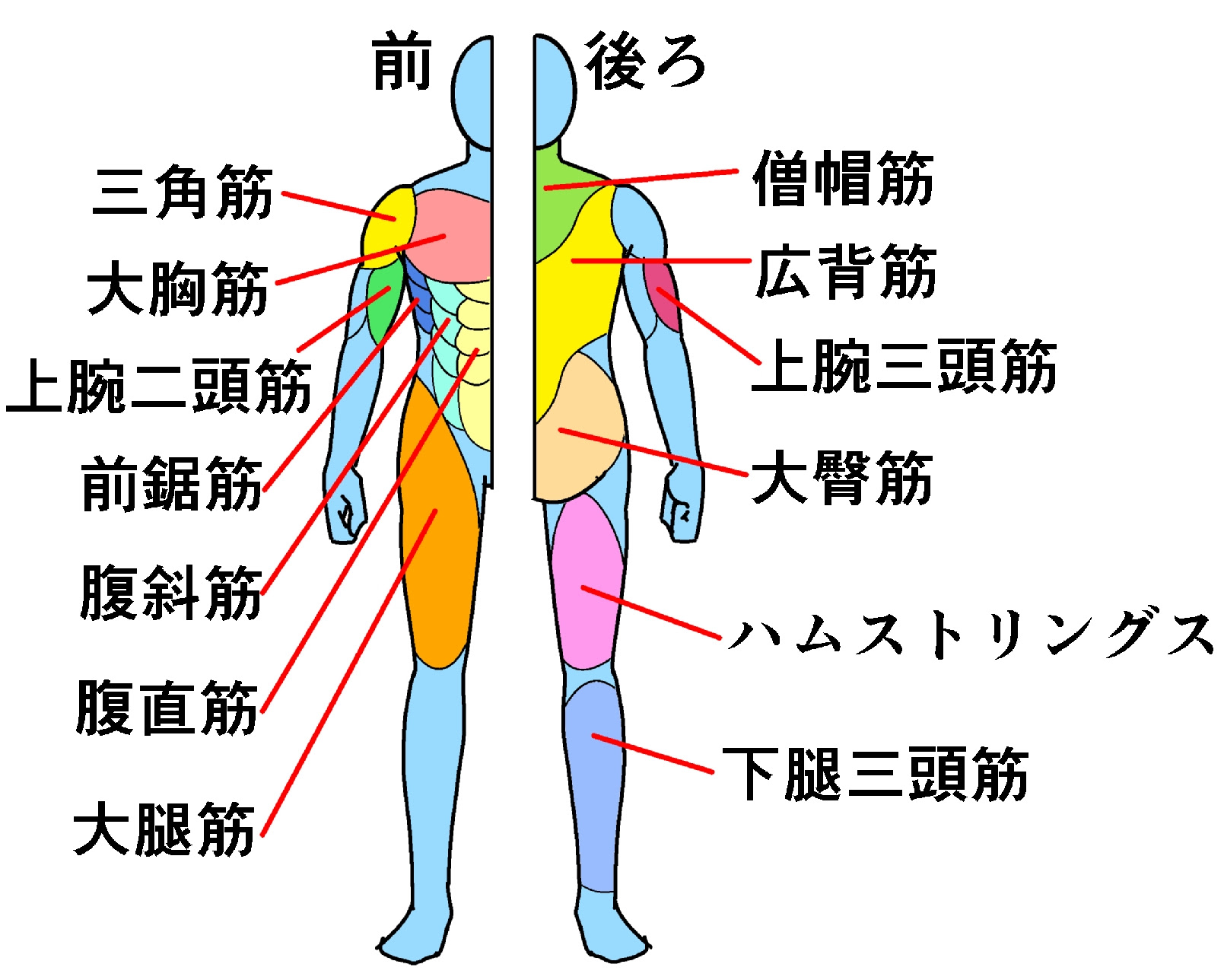腕 の 筋肉 の 名前 部位別の筋肉の名称を覚えよう それぞれの鍛え方も解説 Amp Petmd Com