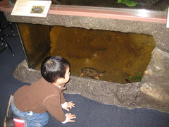 Two turtles