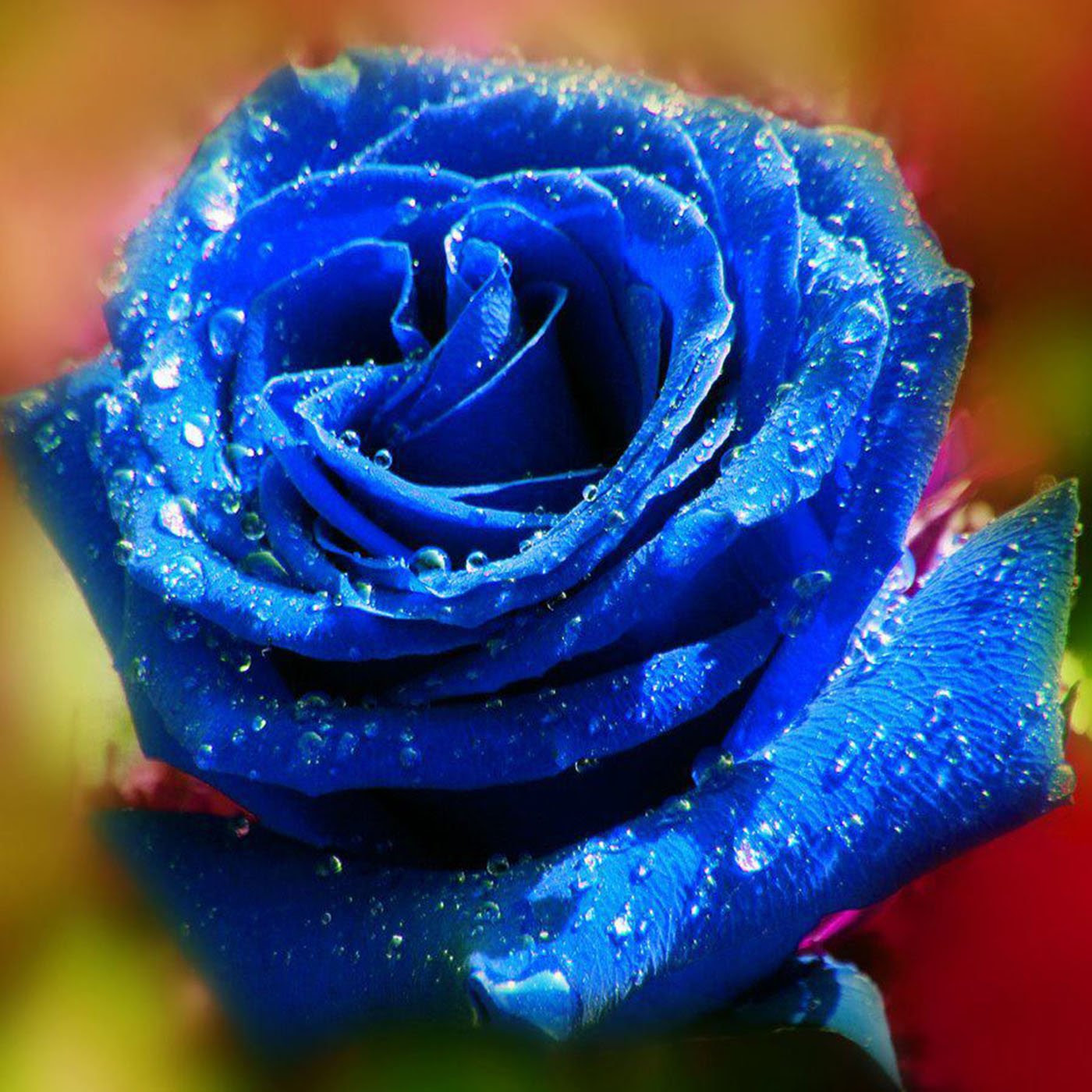 30 Pictures Of Flowers Free To Download - The WoW Style