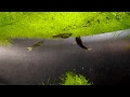 エンドラーズ ジャパンブルー 繁殖 133864-エンドラーズ ジャパンブルー 繁殖