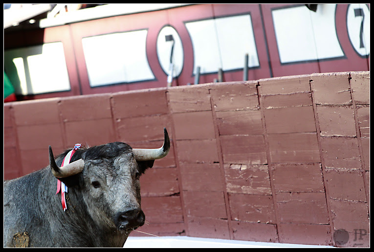 Toro-de-hernandez-pla-9
