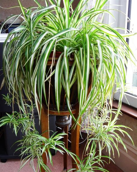 Hgtv shows the best indoor plants for every room from guest bedrooms to bathrooms, including money plant, anthurium, croton, orchid, fig, bromeliad and chinese evergreen. 12 houseplants that can survive even the darkest corner