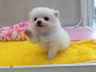 70以上 かねだい 犬 ただかわいい犬