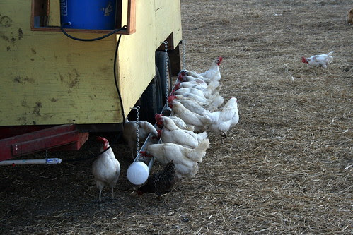 Chickens chowing