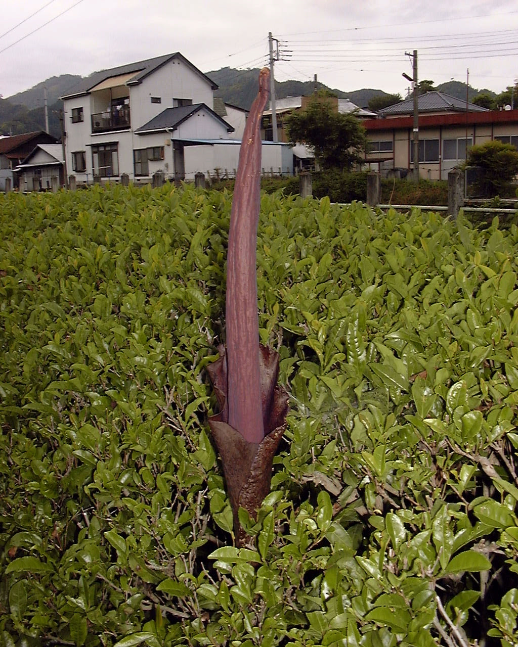 蒟蒻 こんにゃく の花