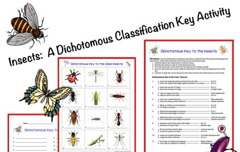 Download EPUB insect dichotomous key activity middle school Kindle Unlimited PDF