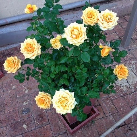 Daftar iJenisi iTanamani iHiasi Berbunga yang Sedang Populer Daftar iJenisi iTanamani iHiasi Berbunga yang Sedang Populer