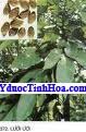 Lười ưoi-vị thuốc chữa ho khan, viêm đường tiết niệu
