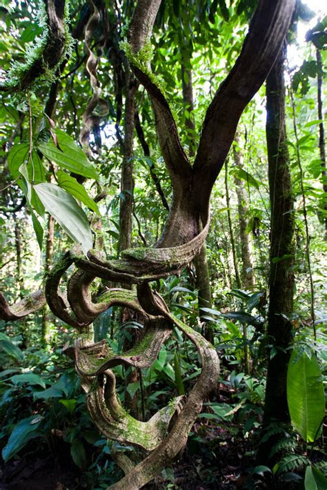 About mosquitoes, germs they spread, and preventing and treating mosquito bites. Monkey Vines | Convoluted vines. BTW, vines grow up from
