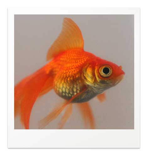 転覆病 餌を食べると浮く場合の治療法 金魚飼育マニュアル 木苺共和国