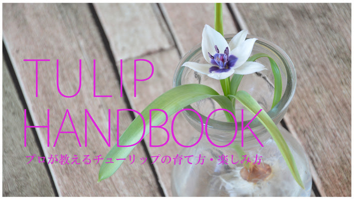 プロが教えるチューリップの育て方と楽しみ方 総集編 Tulip Handbook チューリップ球根ブログ
