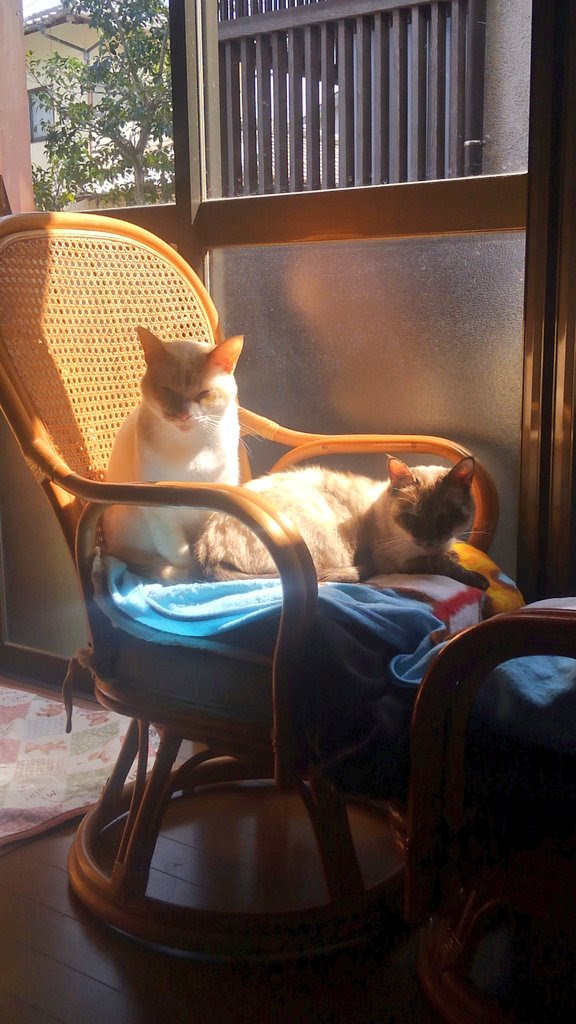 椅子に座る13匹の猫 Netgeek